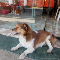 Tìm chủ cho chó lai bị đi lạc tại Buôn Ma Thuột, Daklak