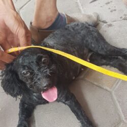 Tìm chủ cho chó Poodle đen đi lạc tại Đội Cấn, Ba Đình, HN