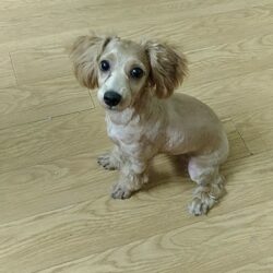 Tìm chủ cho chó Poodle đi lạc tại Thanh Xuân, Hà Nội