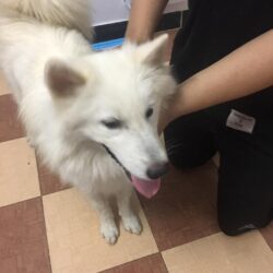 Tìm chủ cho chó Samoyed bị đi lạc tại Thủ Thiêm, Q2, TPHCM