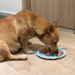 Tìm chủ chó lai bị đi lạc tại Ba Đình, Hà Nội