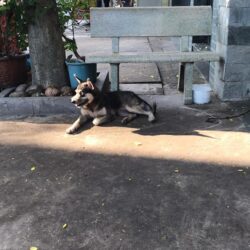 Tìm chủ mới cho bé chó cỏ tại Q.12, TPHCM