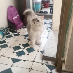 Tìm mèo Anh lông dài bị đi lạc ở Hai Ba Trưng, HN