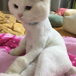 Tìm mèo Anh lông dài bị đi lạc tại Yên Sở, Hoàng Mai, HN