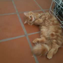 Tìm mèo Anh lông dài đi lạc ở Bắc Linh Đàm, Hoàng Mai, HN