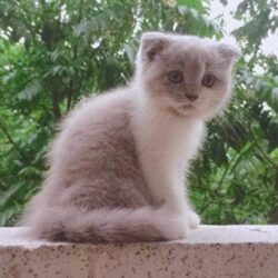 Tìm mèo Anh lông dài xám bị đi lạc tại Hoàng Mai, Hà Nội