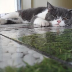 Tìm mèo Anh lông ngắn bị đi lạc tại An Dương, Hải Phòng