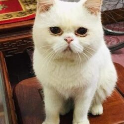 Tìm mèo Anh lông ngắn bị đi lạc tại Đông Anh, Hà Nôi