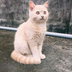 Tìm mèo lai bị đi lạc tại Sơn Tây, Hà Nội
