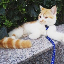 Tìm mèo lai lông vàng trắng đi lạc ở Văn Quán, Hà Đông, HNTìm mèo lai lông vàng trắng đi lạc ở Văn Quán, Hà Đông, HN