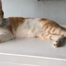 Tìm mèo ta bị đi lạc tại Long Biên, Hà Nội