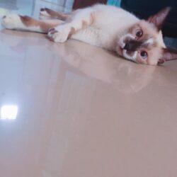 Tìm mèo Xiêm bị đi lạc tại Thủ Dầu Một, Bình Dương