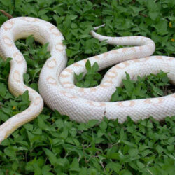 snow-motley