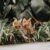 hinh-anh-meo-bengal-con-3-thang-tuoi-dogily-petshop-2 hinh-anh-meo-bengal-con-3-thang-tuoi-dogily-petshop-2
