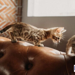 hinh-anh-meo-bengal-con-1-thang-tuoi-dogily-petshop-50