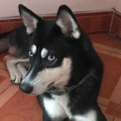 Tìm chó Husky lai bị đi lạc tại Quận Hoàng Mai, Hà Nội