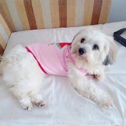 Tìm chó lai Nhật bị đi lạc tại Q.12, TPHCM