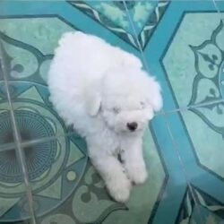 Tìm chó Poodle màu trắng bị đi lạc tại Củ Chi, TPHCM