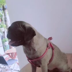 Tìm chó Pug bị đi lạc tại Q. Bình Tân, TPHCM