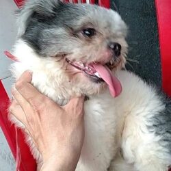 Tìm chủ cho chó con bị lạc đường tại Quận 1, TPHCM