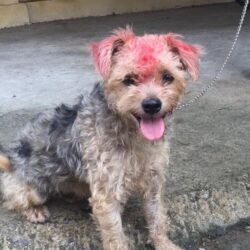 Tìm chủ cho chó Poodle lai đi lạc gần 1 năm ở TP. Nam Định