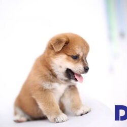 Cho-shiba