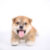 cho-shiba-dep