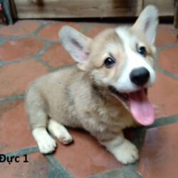 Duc_1
