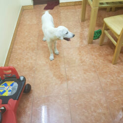 Labrador