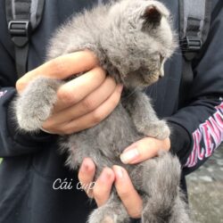 cai cup xx