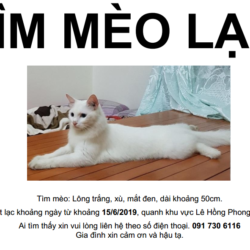 Beo - tim meo lac