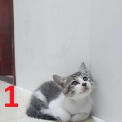 Bo