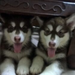 twin