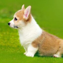 dia-chi-mua-corgi-ha-noi