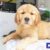 Golden-retriever-4-4 Golden-retriever-4-4
