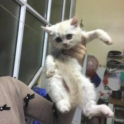 Cat 1 (1)
