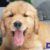 Golden-retriever-4-7 Golden-retriever-4-7