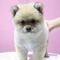 Pomeranian-kem-cai-creamy-2