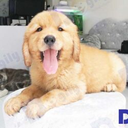 Golden-retriever-4-6