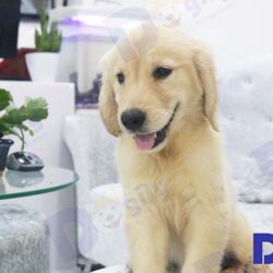 Golden-retriever-5-1