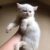 Cat 1 (2)