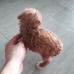 thu mua cho poodle1