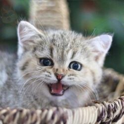 meo-anh-long-ngan-tabby-golden-dogily-2-thang-duc-11-510x510