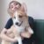 Tìm chó Corgi bị đi lạc tại Kim Mã, Ba Đình, HN - Image 4 Tìm chó Corgi bị đi lạc tại Kim Mã, Ba Đình, HN - Image 4