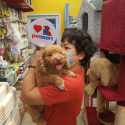 Pet Shop cắt tỉa lông chó quận 7 TPHCM đẹp có tiếng