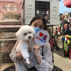 Pet Shop Mỹ Đình - Dịch vụ cắt tỉa lông chó mèo Hà Nội