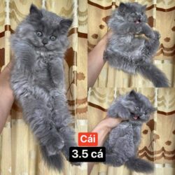 received_151268369764416