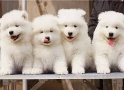 Cho Samoyed thuan chung