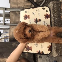 65F50A0E-3D1B-41F7-8521-4BADD9AAEDBA