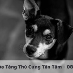 Dịch Vụ Hỏa Táng Thú Cưng Tận Tâm 5